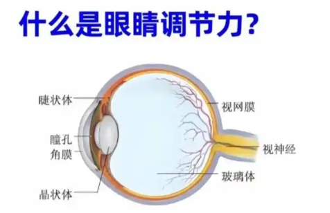 造成眼睛调节力差的原因有哪些？